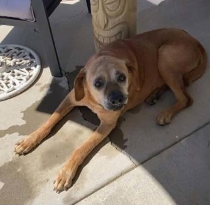 Rocco, a Shepherd (mix breed), available for adoption