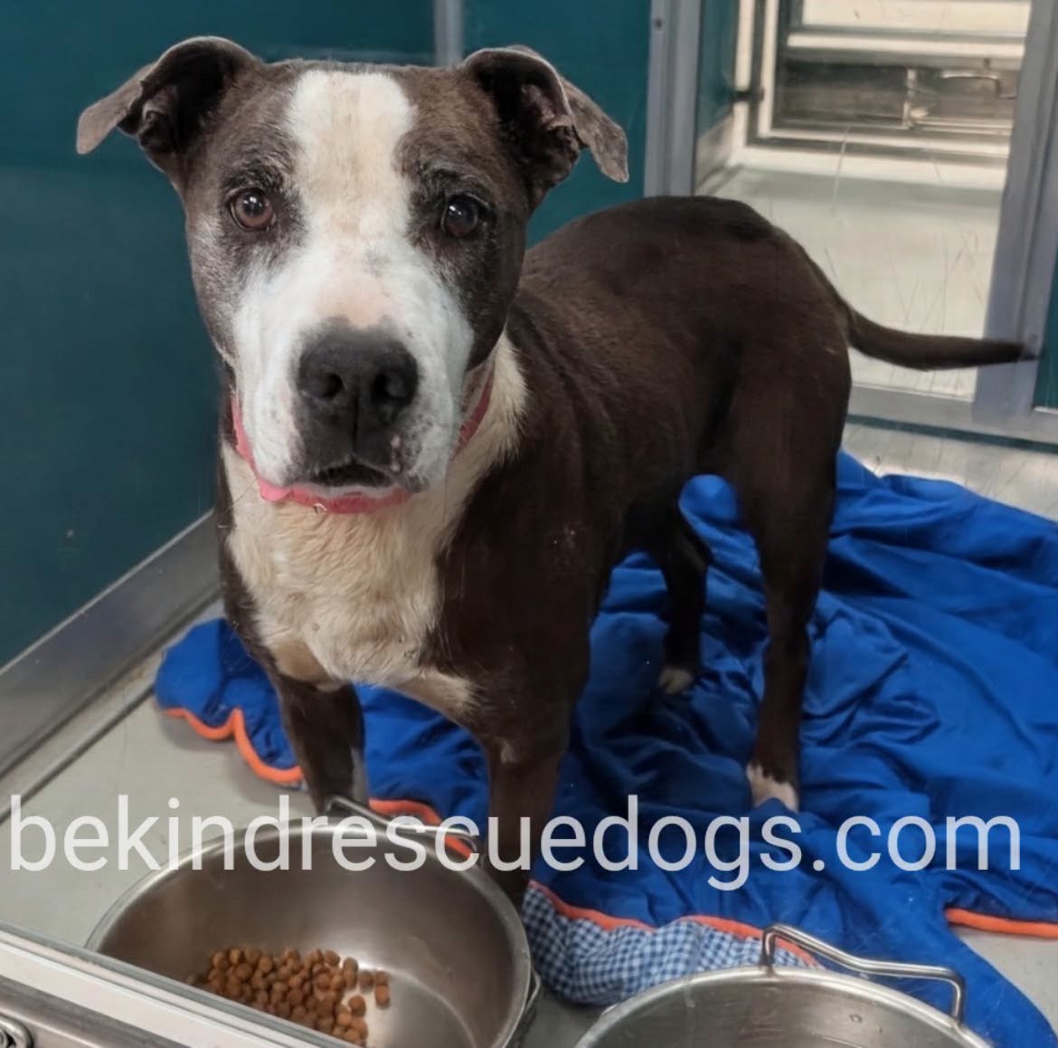 Trixie, a American Staffordshire Terrier, available for adoption