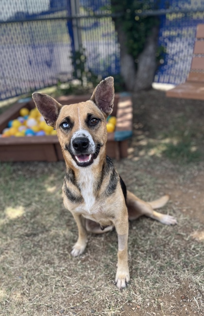 Angelica Church, a Shepherd, available for adoption