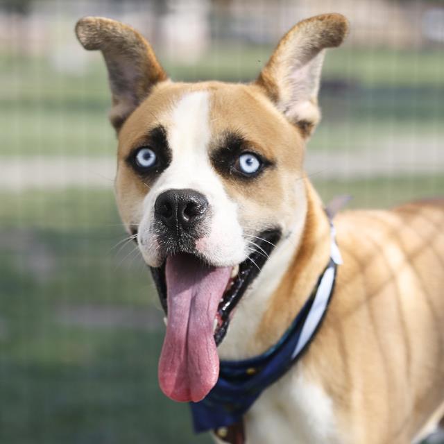 Chancla, a American Staffordshire Terrier (mix breed), available for adoption