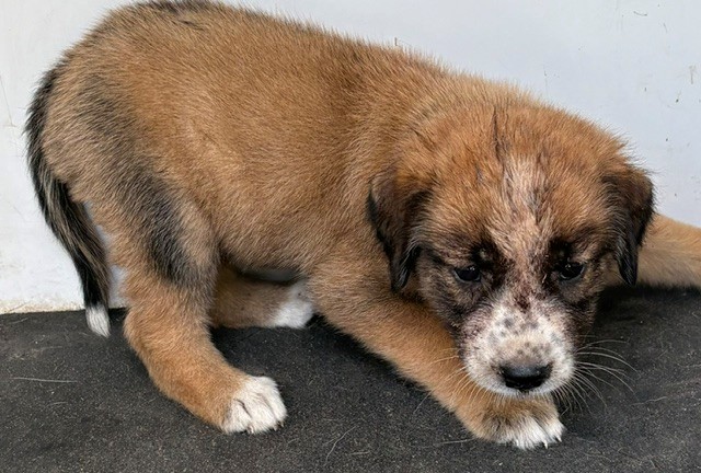 A034818, a Shepherd, available for adoption