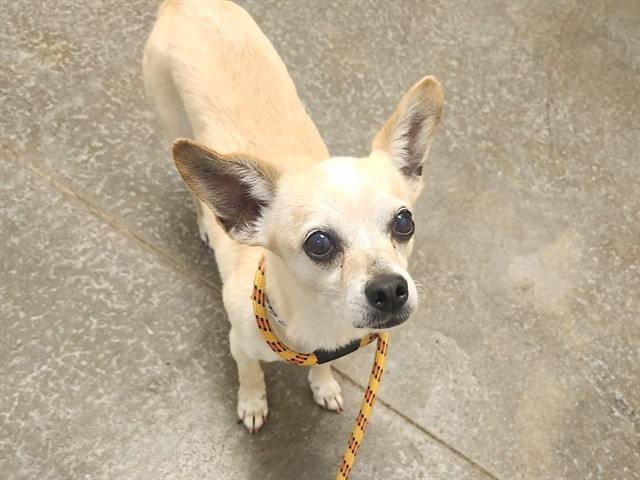 Adoptable pet photo