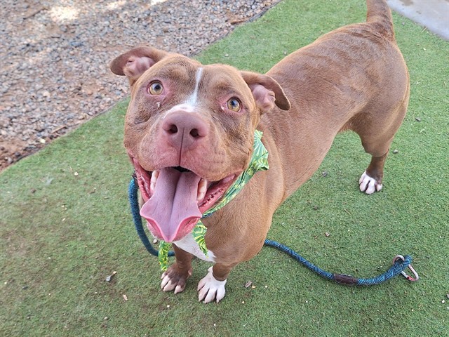 Adoptable pet photo