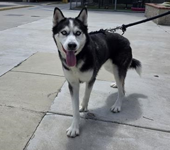 Oreo, a Siberian Husky, available for adoption