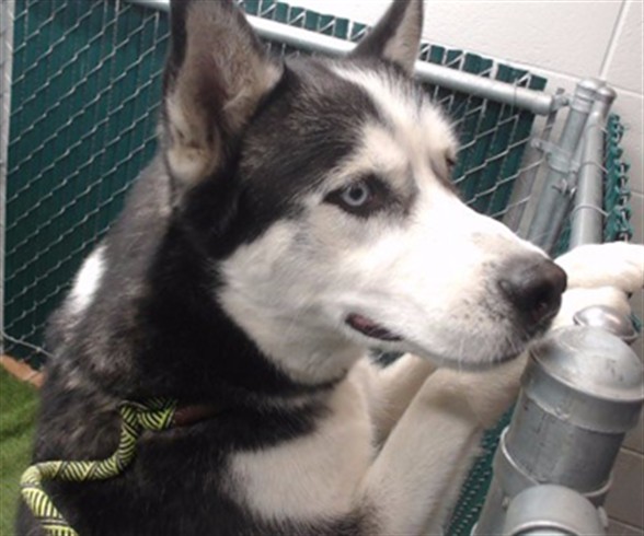 Adoptable pet photo
