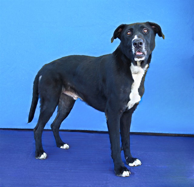 Galleta, a Pointer, available for adoption