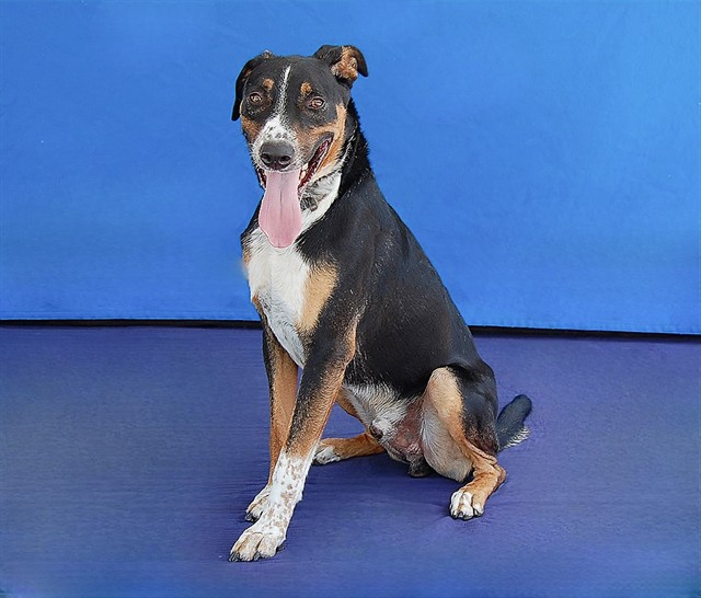 Galleta, a Pointer, available for adoption