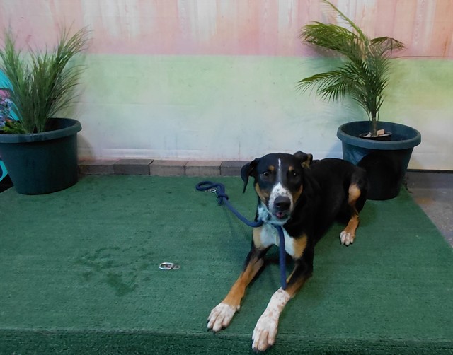 Adoptable pet photo