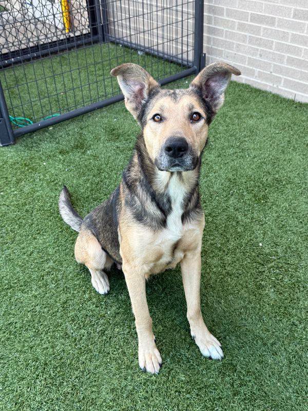 Adoptable pet photo