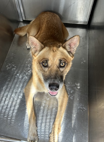 Adoptable pet photo