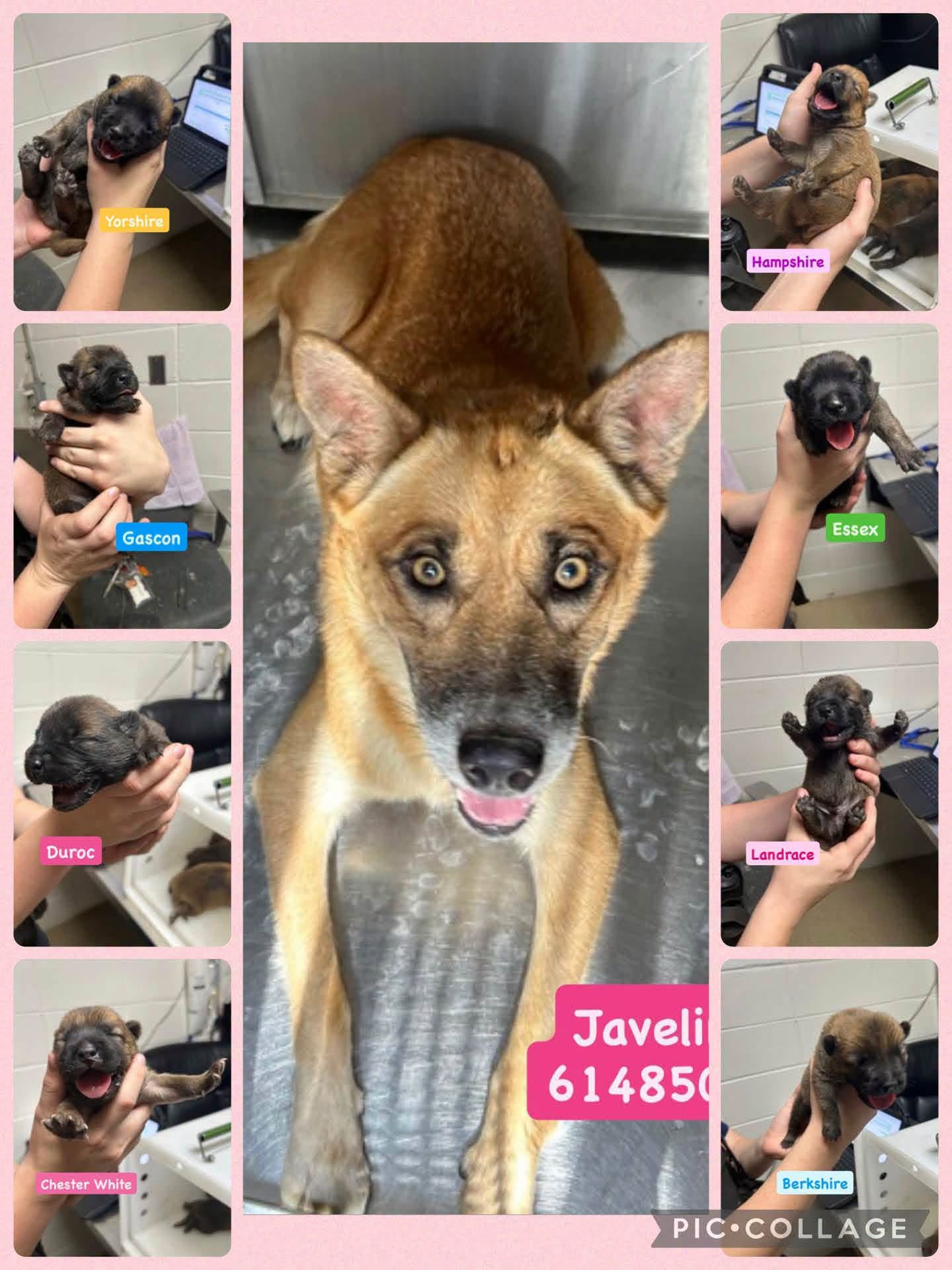 Javelina + Puppies, a German Shepherd, available for adoption