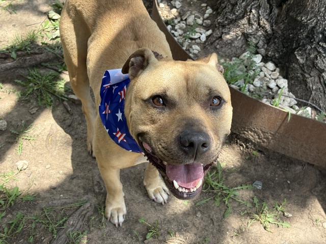 Adoptable pet photo