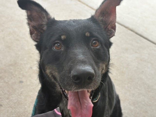 Lilly Pad, a German Shepherd (mix breed), available for adoption