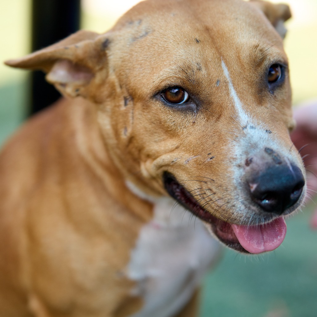 Other Photos of thie Dog