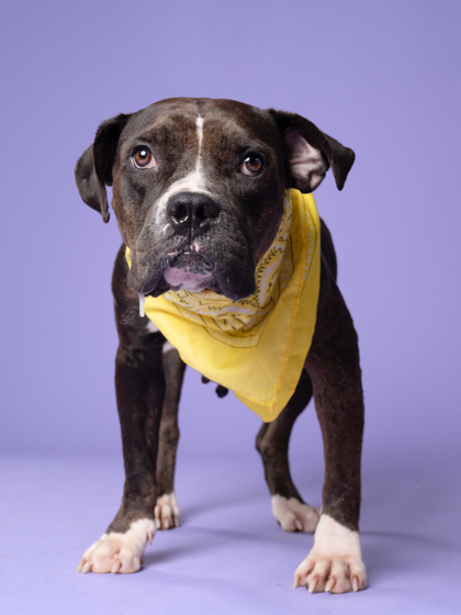Snazz Berry, a Pit Bull Terrier (mix breed), available for adoption