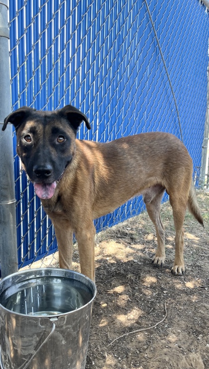 Kip, a Belgian Shepherd Malinois, available for adoption
