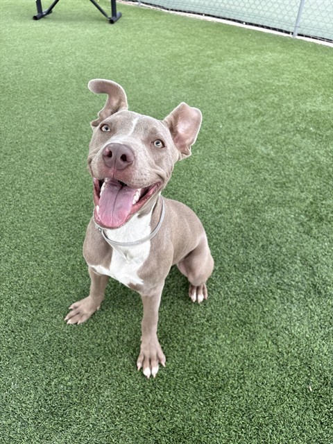 Blue, a Pit Bull Terrier, available for adoption