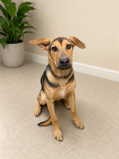 Bubbles, a German Shepherd, available for adoption