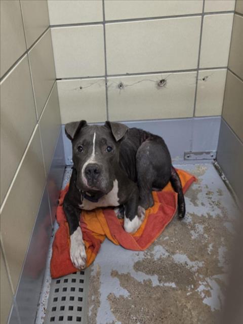 Panchito, a American Staffordshire Terrier (mix breed), available for adoption