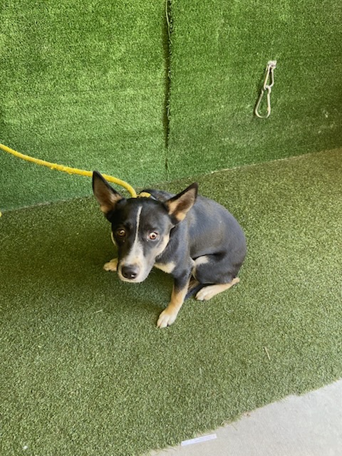 Paisley, a Australian Cattle Dog/Blue Heeler, available for adoption