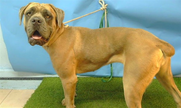 Stormy, a Cane Corso Mastiff, available for adoption