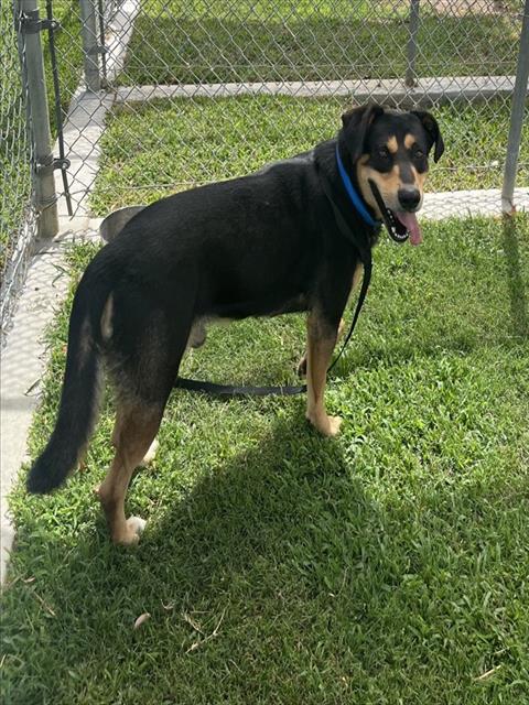 Bear, a German Pinscher, available for adoption