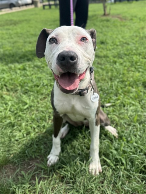 Autumn, a Pit Bull Terrier (mix breed), available for adoption