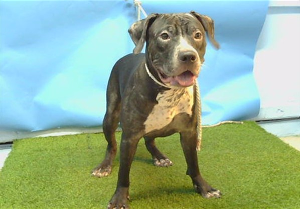 A5798006, a Bullmastiff, available for adoption