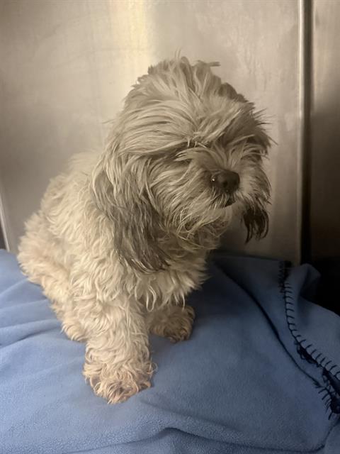 Timmy, a Shih Tzu, available for adoption