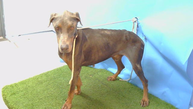 A5799313, a Doberman Pinscher, available for adoption