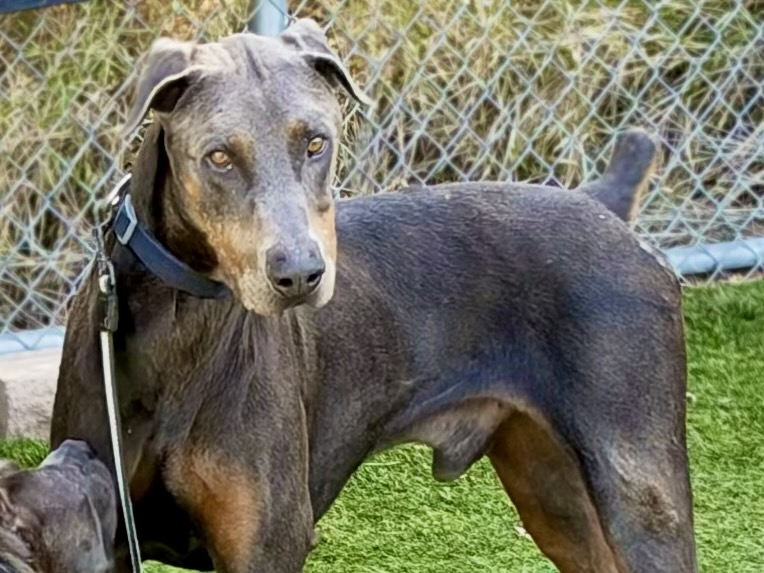 Earl, a Doberman Pinscher, available for adoption