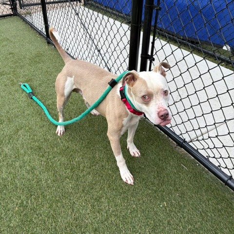 Other Photos of thie Dog
