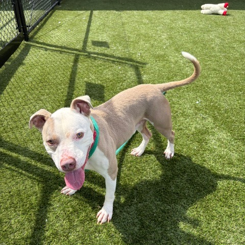 Other Photos of thie Dog