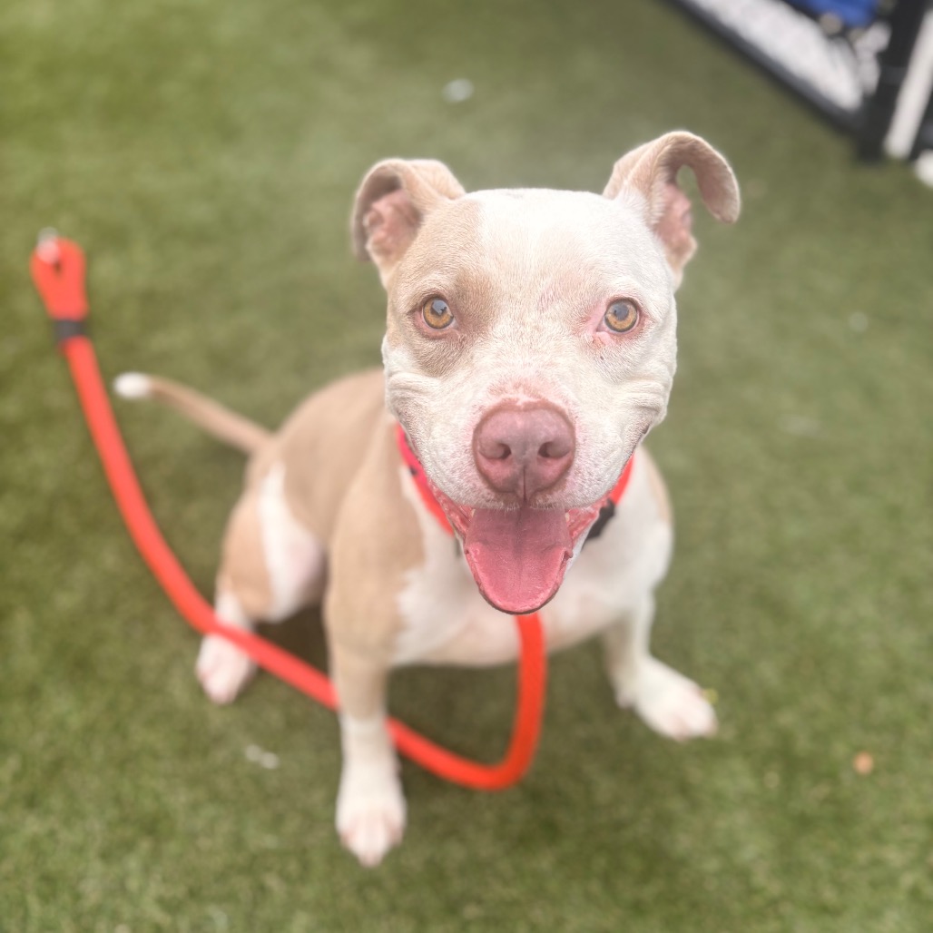 Barkley Lee, a Pit Bull Terrier (mix breed), available for adoption