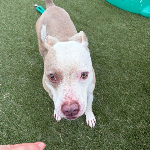 Other Photos of thie Dog