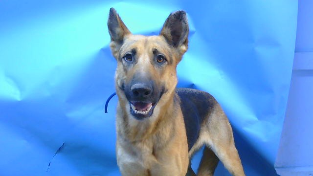 Nova, a German Shepherd, available for adoption
