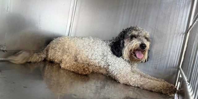 Paris, a Poodle, available for adoption