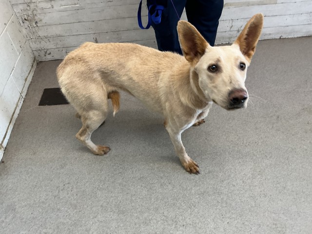 Adora, a Belgian Shepherd Malinois (mix breed), available for adoption