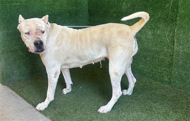 Cali, a Dogo Argentino, available for adoption