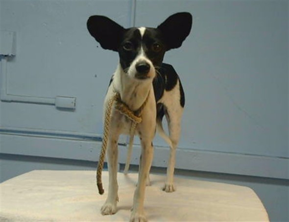 A5800923, a Chihuahua, available for adoption