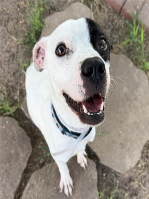 Pongo, a Staffordshire Bull Terrier (mix breed), available for adoption