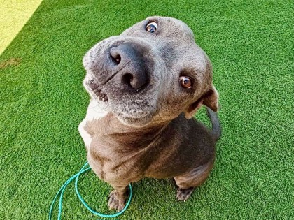 Shadow, a Pit Bull Terrier, available for adoption
