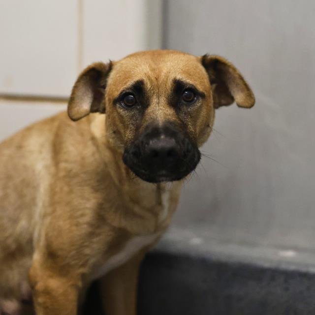 A822349, a Black Mouth Cur (mix breed), available for adoption