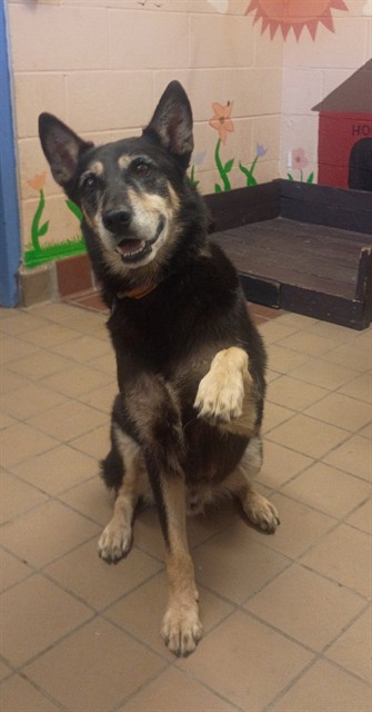 Moose, a Labrador Retriever, available for adoption