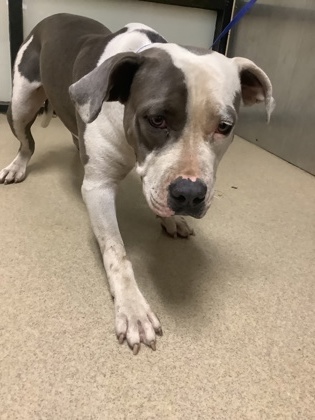 Cha Cha, a Pit Bull Terrier, available for adoption
