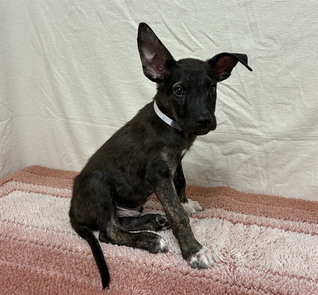Norton, a Labrador Retriever, available for adoption