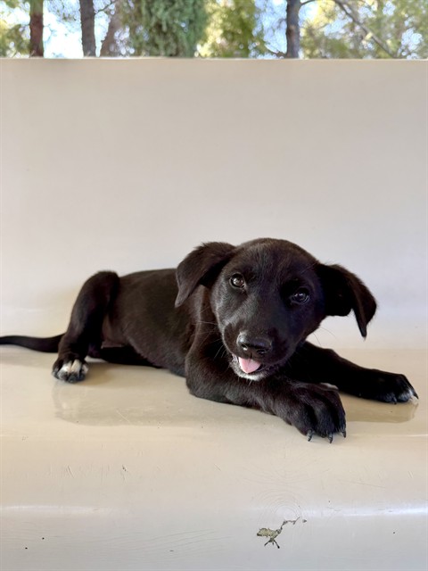 Perdita, a German Shepherd, available for adoption
