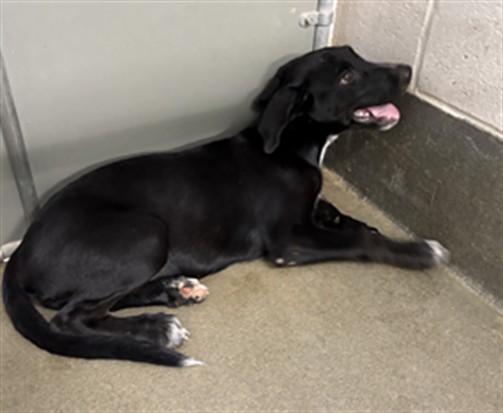 A035170, a Retriever (mix breed), available for adoption