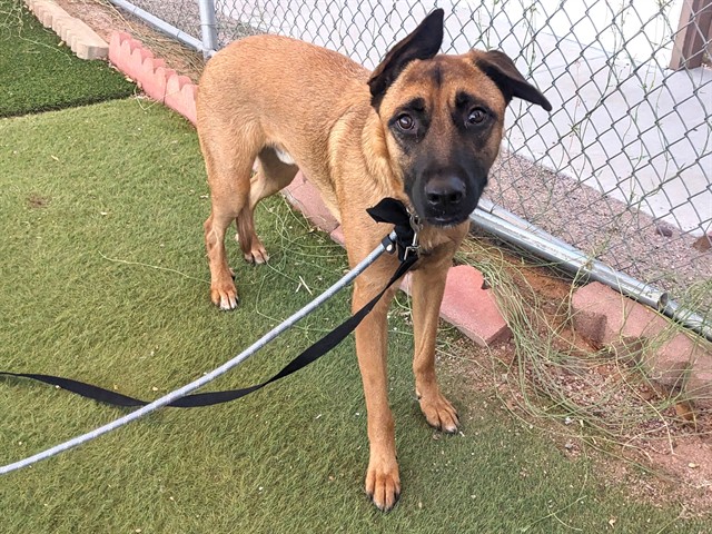Hercules, a Doberman Pinscher (mix breed), available for adoption