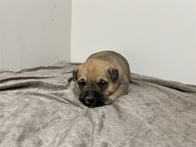 A5802658, a German Shepherd, available for adoption